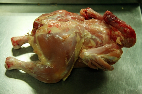 Poultry Allergy-Causes, Symptoms, And Cure 